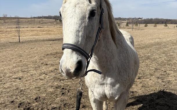 Willie has an unknown history but he has great manners and is personable. Take a chance on Willie!