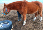 Winston is sweet, laid back and blind. He likes cows but really wants a horse friend. He needs you to help him feel safe and confident.