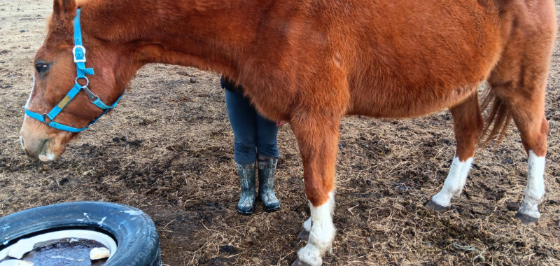 Winston is sweet, laid back and blind. He likes cows but really wants a horse friend. He needs you to help him feel safe and confident.
