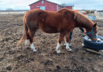 Winston is sweet, laid back and blind. He likes cows but really wants a horse friend. He needs you to help him feel safe and confident.