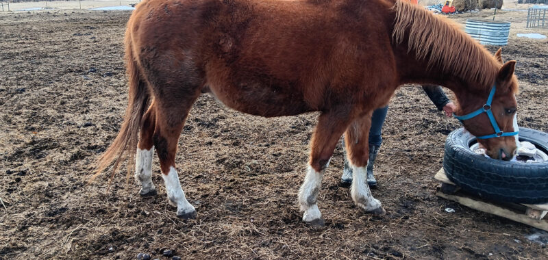 Winston is sweet, laid back and blind. He likes cows but really wants a horse friend. He needs you to help him feel safe and confident.