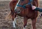 Winston is sweet, laid back and blind. He likes cows but really wants a horse friend. He needs you to help him feel safe and confident.