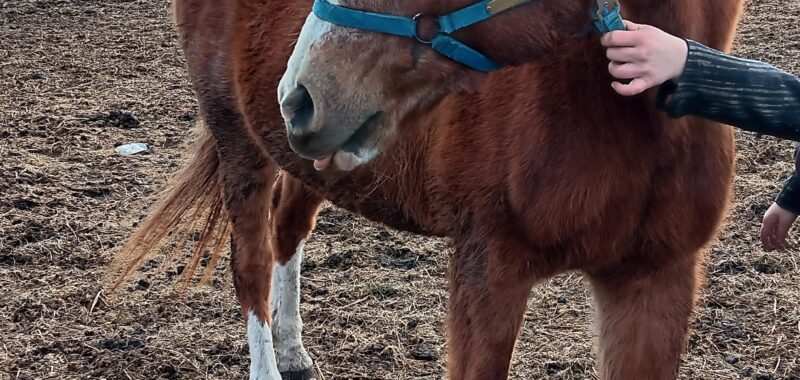 Winston is sweet, laid back and blind. He likes cows but really wants a horse friend. He needs you to help him feel safe and confident.
