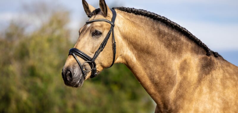buckskin-small