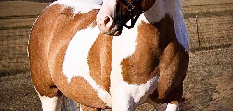 ” Dapper Dan” – DH Toupee is a registered 2017 Sport Horse Gelding (Gypsy/ Paint)