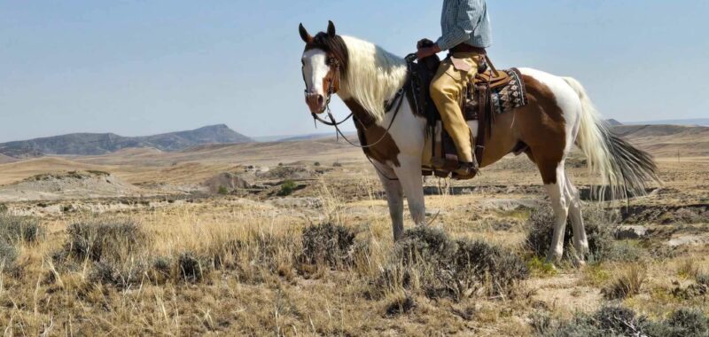 ” Dapper Dan” – DH Toupee is a registered 2017 Sport Horse Gelding (Gypsy/ Paint)
