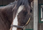 Bold Prophet-Adorable 2014 Bay Gelding