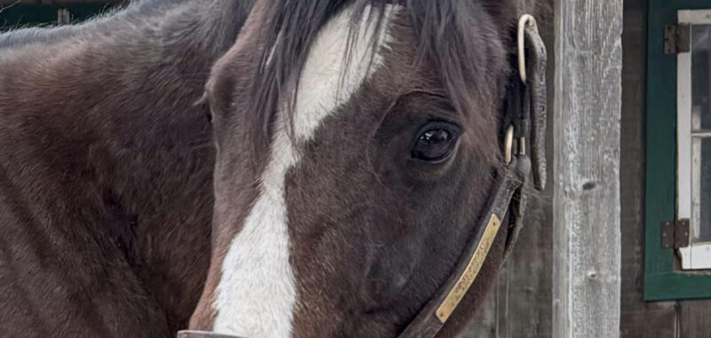 Bold Prophet-Adorable 2014 Bay Gelding