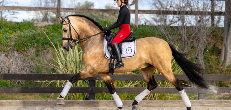 golden-dressage-small