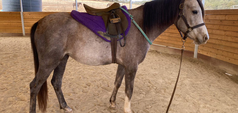 Juliette – Filly/Gray/Arabian/Young