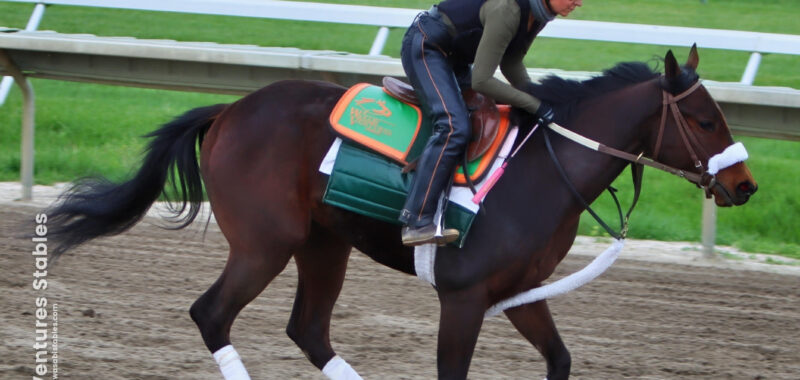 Rockport Queen (Queenie)