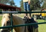 Field Trial hunting TN Walking Horse