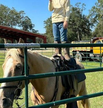 Field Trial hunting TN Walking Horse