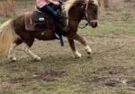 Perfect kids or therapy pony!