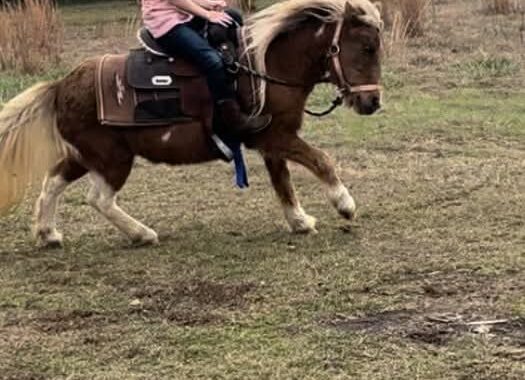 Perfect kids or therapy pony!