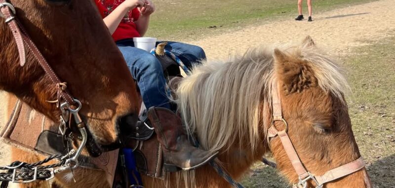 Perfect kids or therapy pony!