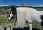 Bonny Blue