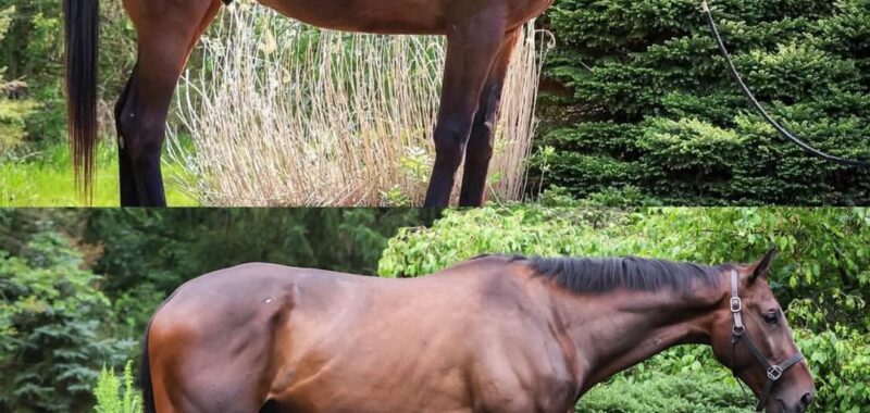 17H TB GELDING DARK BAY