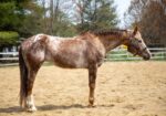 Flashy medium pony