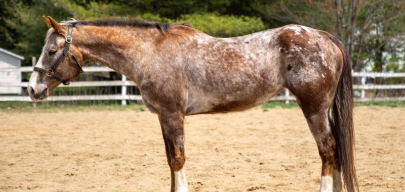 Flashy medium pony