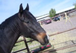 Caspian OTTB surrender Susans Place