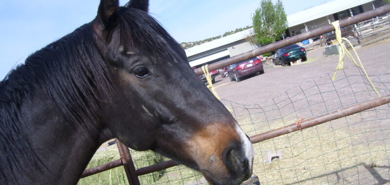 Caspian OTTB surrender Susans Place