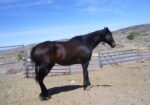 Caspian OTTB surrender Susans Place