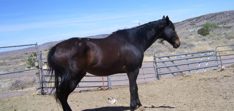 Caspian OTTB surrender Susans Place