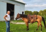 Registered Quarterhorse