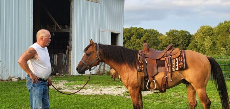 Registered Quarterhorse