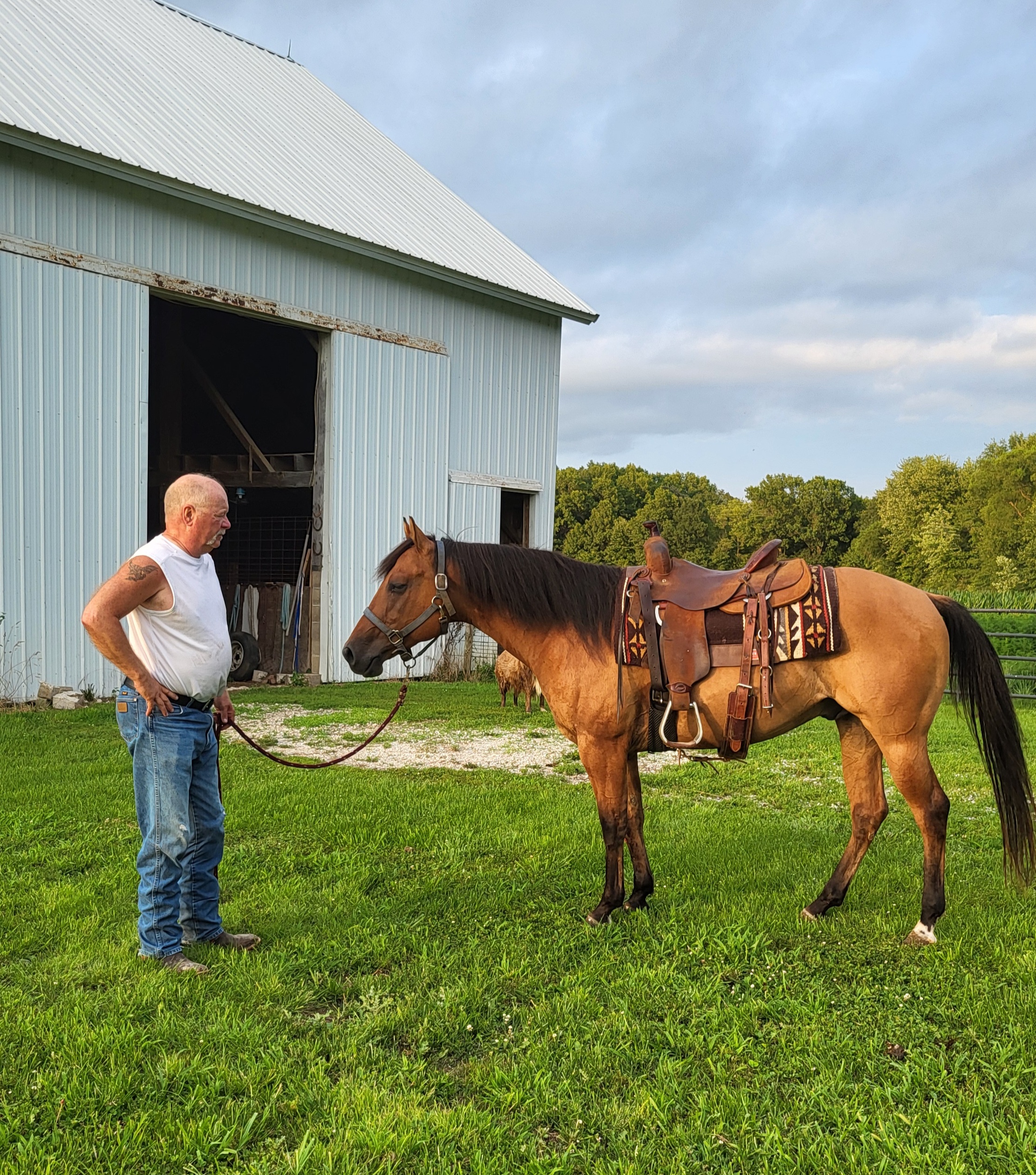 Registered Quarterhorse