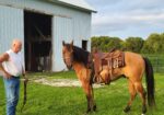 Registered Quarterhorse