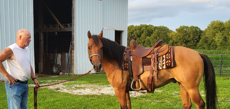 Registered Quarterhorse