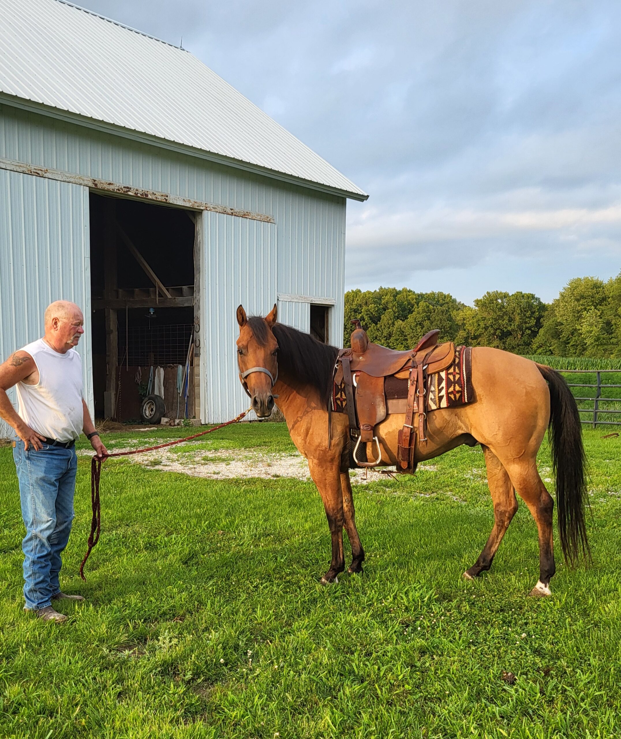Registered Quarterhorse