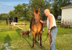 Registered Quarterhorse