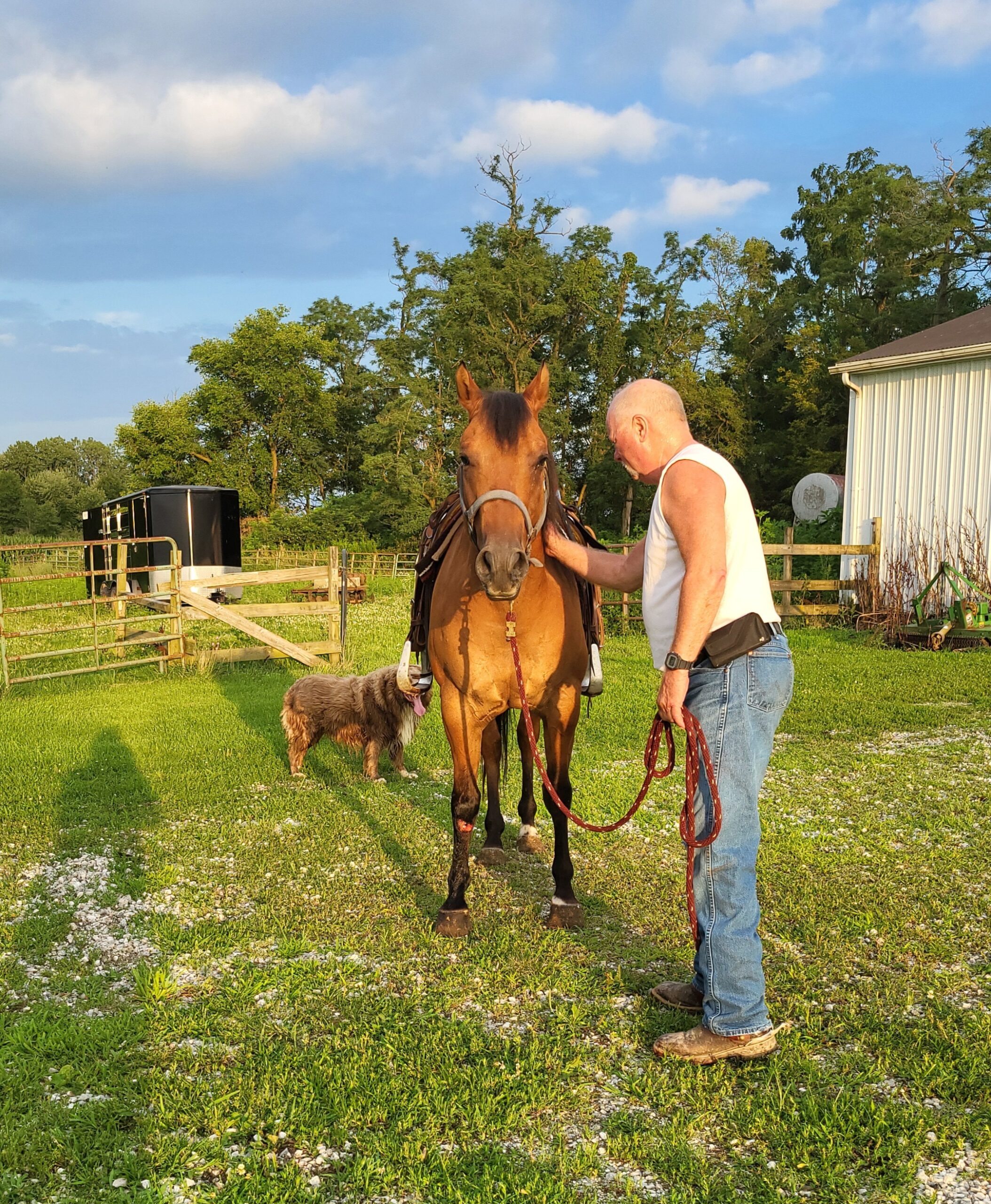 Registered Quarterhorse