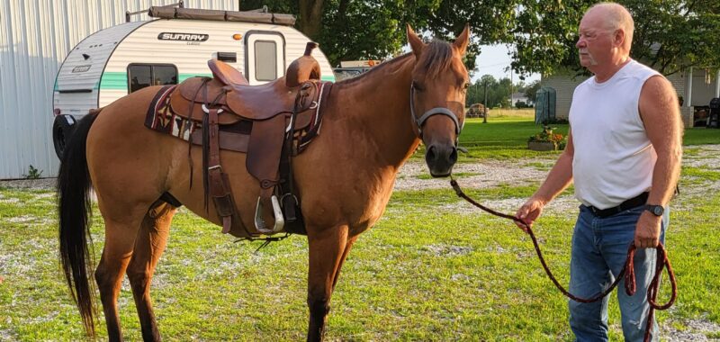 Registered Quarterhorse