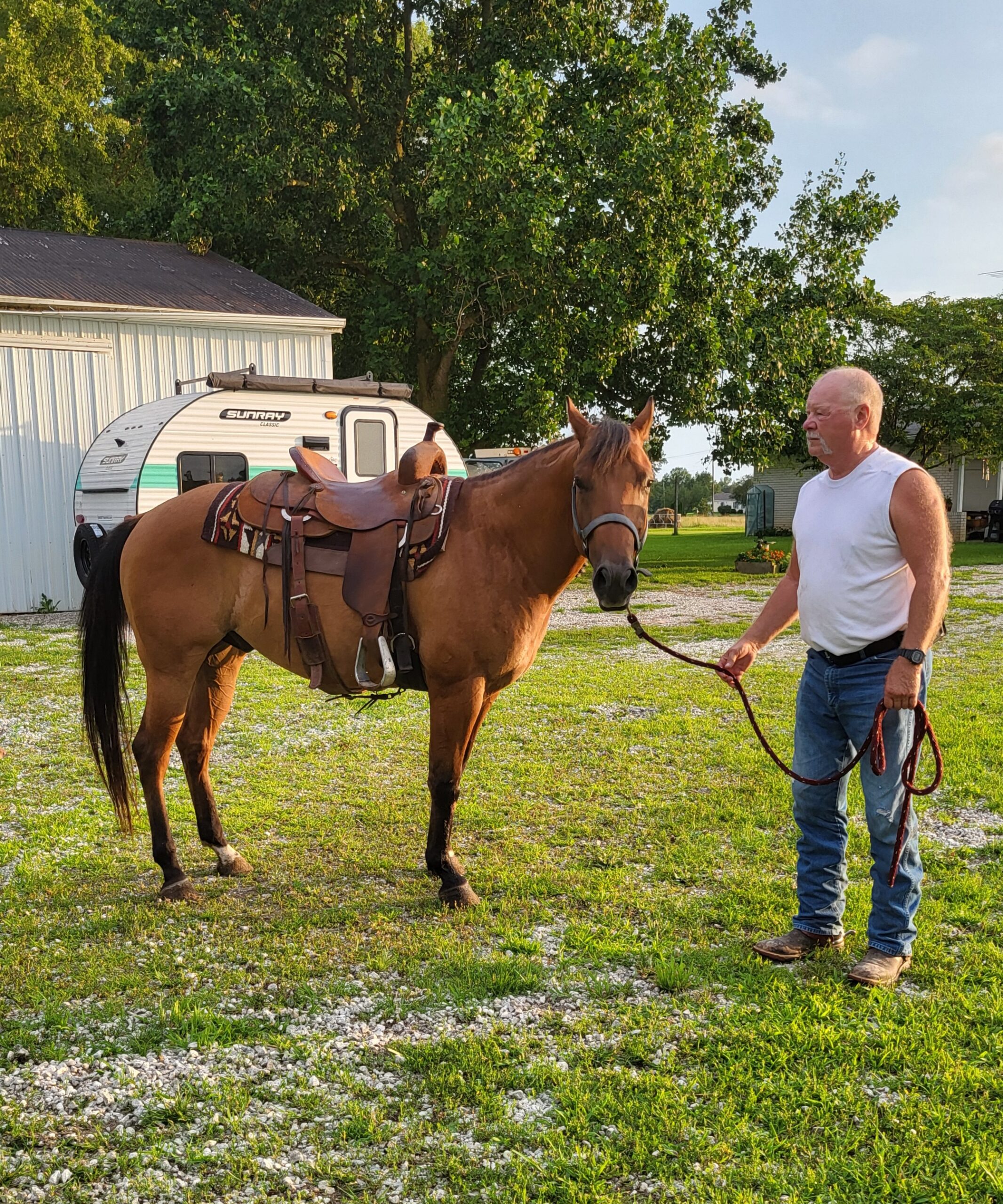Registered Quarterhorse