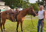 Registered Quarterhorse