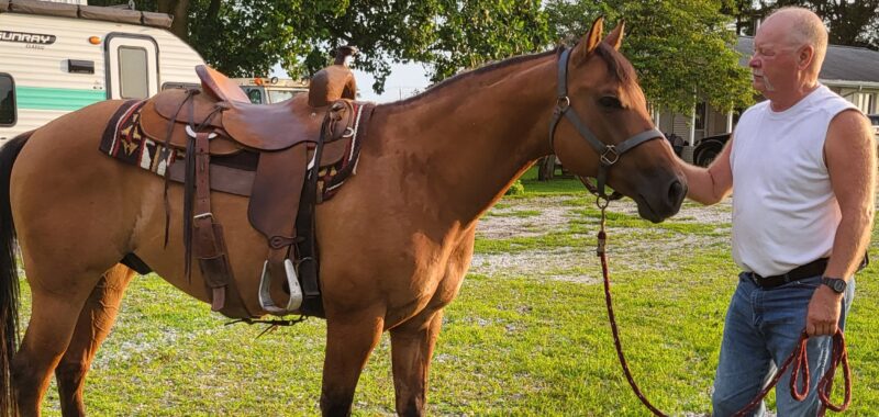 Registered Quarterhorse