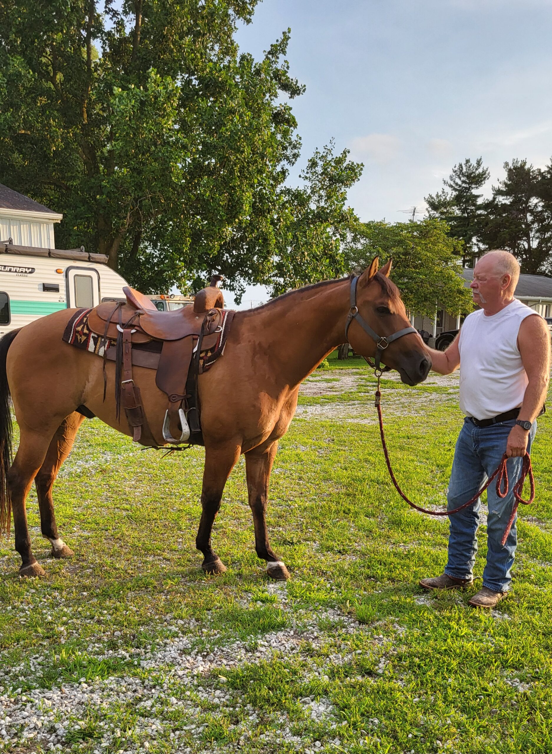 Registered Quarterhorse