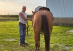 Registered Quarterhorse