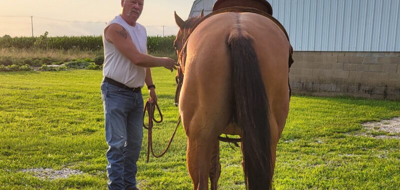 Registered Quarterhorse