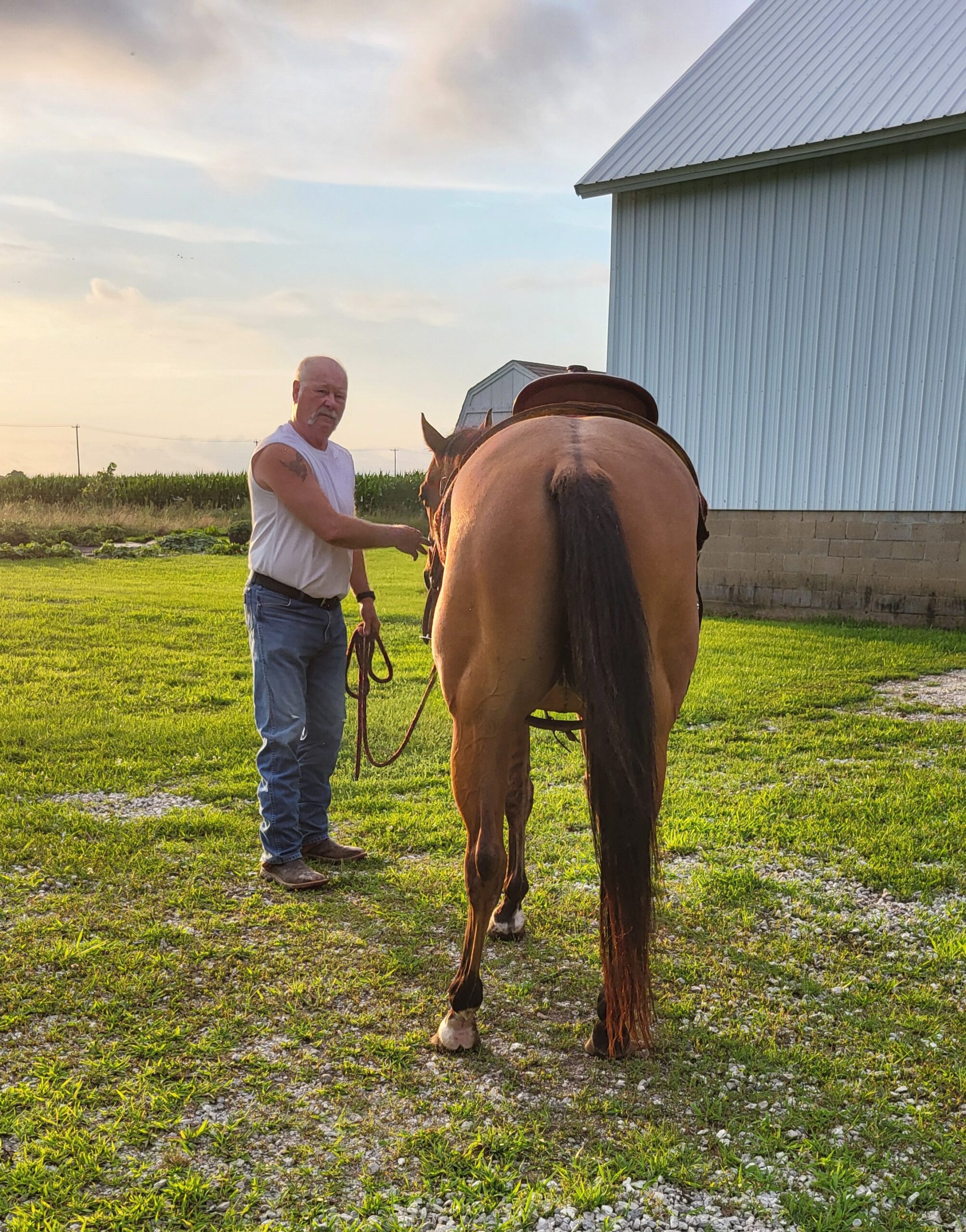 Registered Quarterhorse