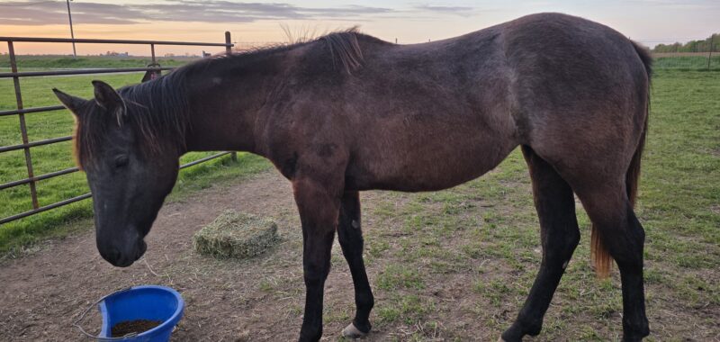Salsa- yearling gray filly
