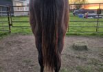 Salsa- yearling gray filly
