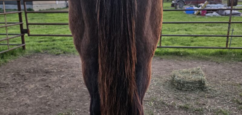 Salsa- yearling gray filly