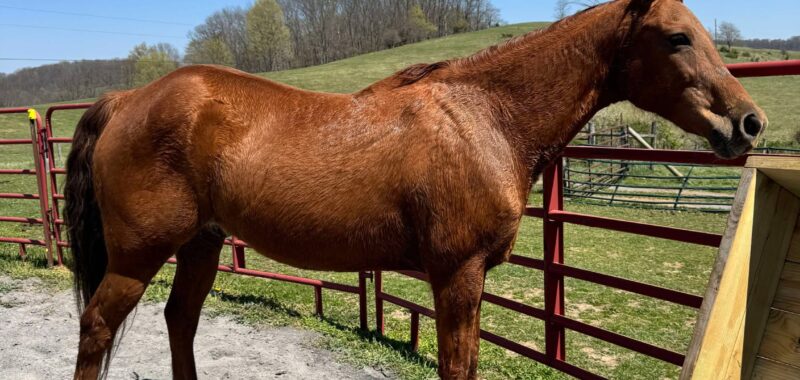 WHISKEY – Adoptable Equine