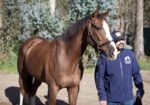Altruist – 2019 gelding, 16.1 HH