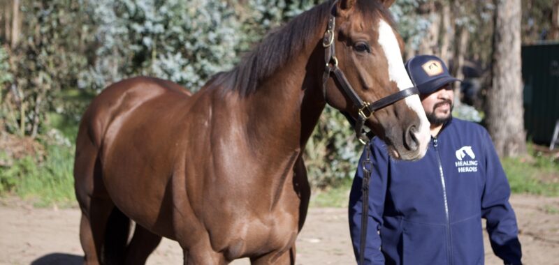 Altruist – 2019 gelding, 16.1 HH
